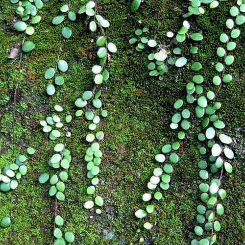 叶形随机伏石蕨抱树莲雨林缸水陆造景假山石绿化背景板植物墙