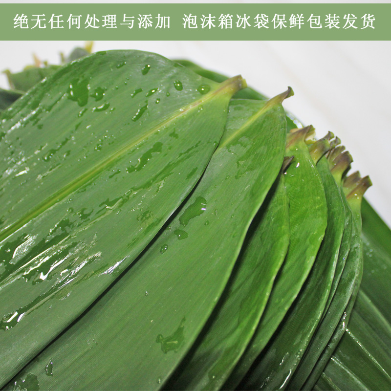 精选大号新鲜现摘粽叶宽大野生天然包粽子的叶子超大号干麻竹叶