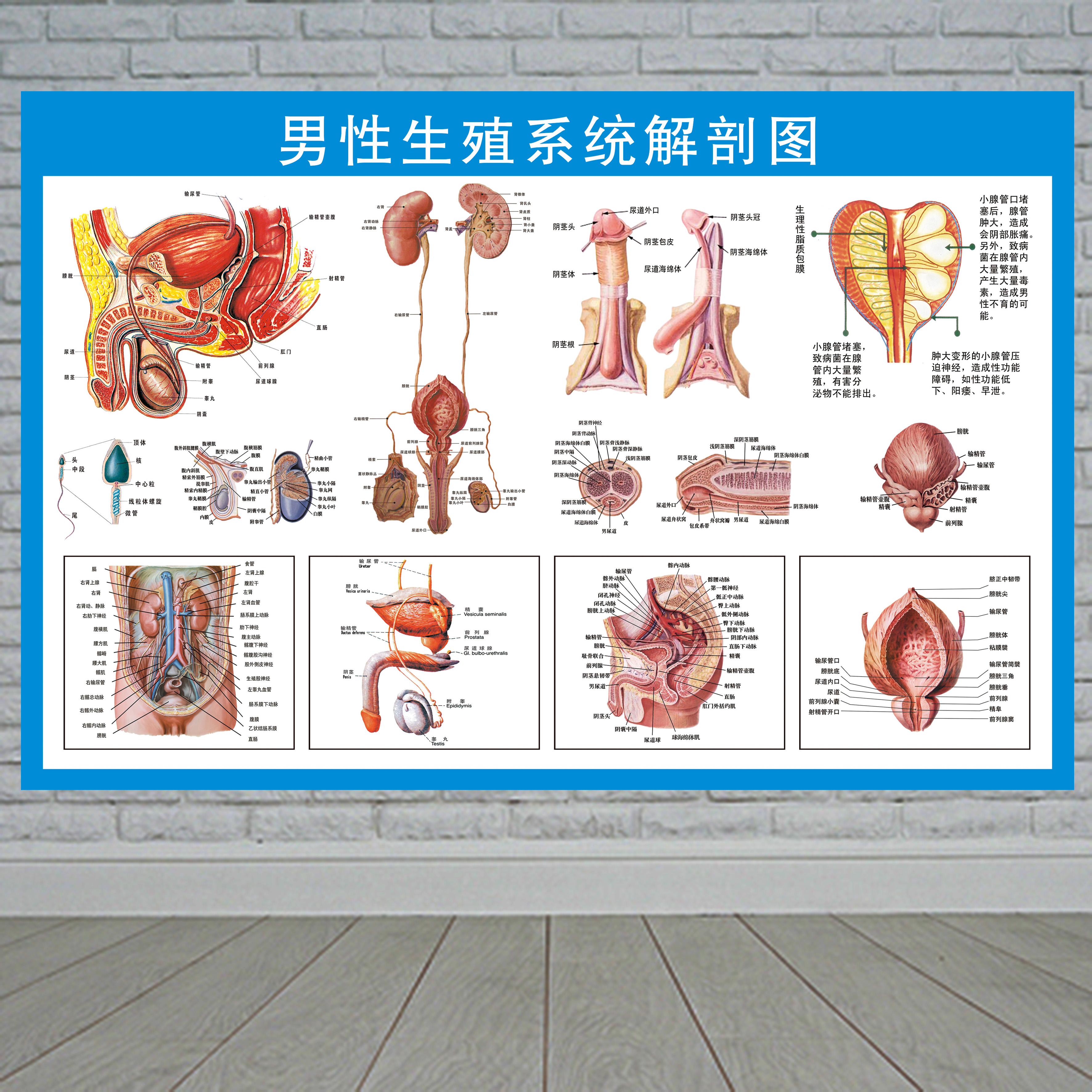 男性泌尿生殖系统解剖图保健知识挂图医院人体医学解剖宣传画海报