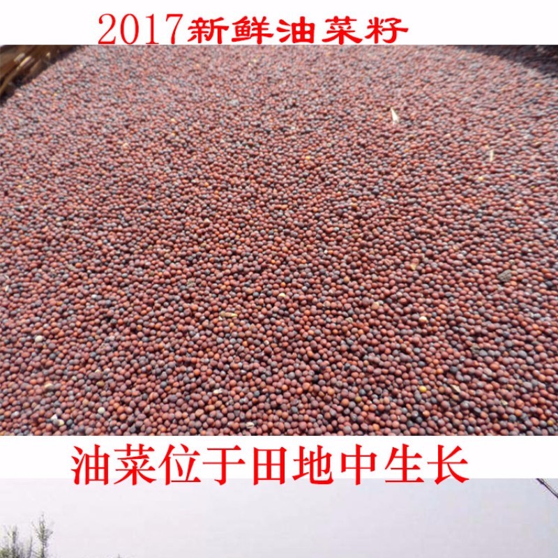 贵州农家优质油菜籽家庭榨油用原料种子鸟食自种非转基因菜籽1斤