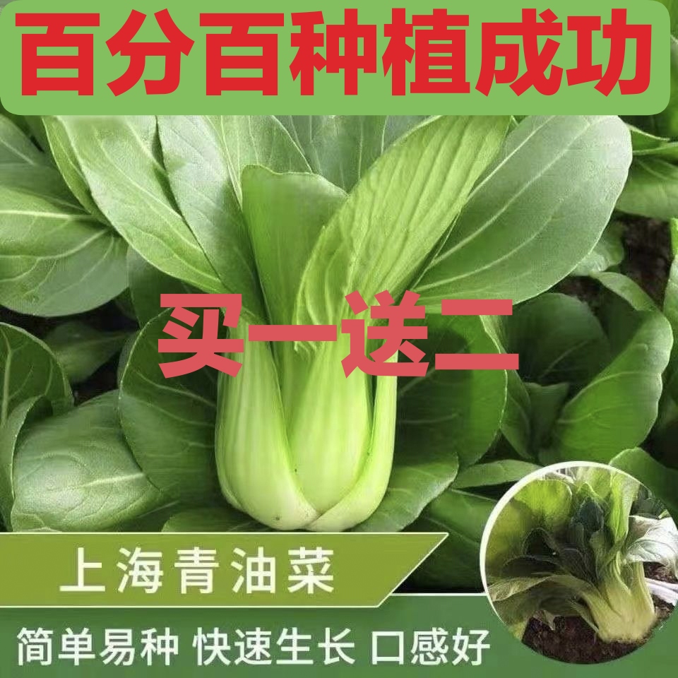 上海青种子种籽四季小白菜青菜油菜青梗菜蔬菜菜籽孑大全鸡毛菜籽