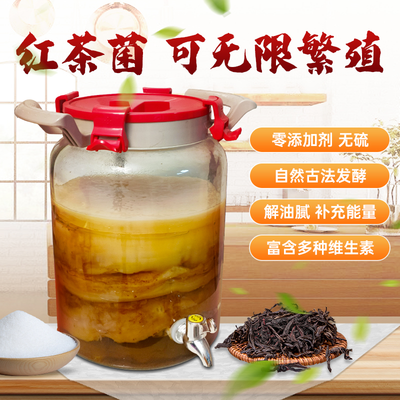 正宗红茶菌海宝醋蛾子菌种母液食用传统老胃宝酵素康普发酵茶