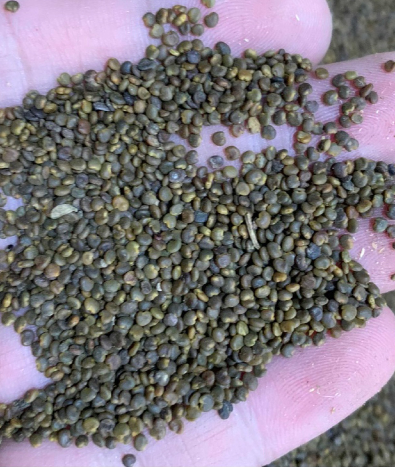 沙苑子种子 加种植技术方法 栽培方法 中药材种植指南网亩用2公斤