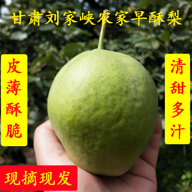 甘肃刘家峡农家树上自然熟当季水果脆甜早酥梨现摘现发10斤包邮
