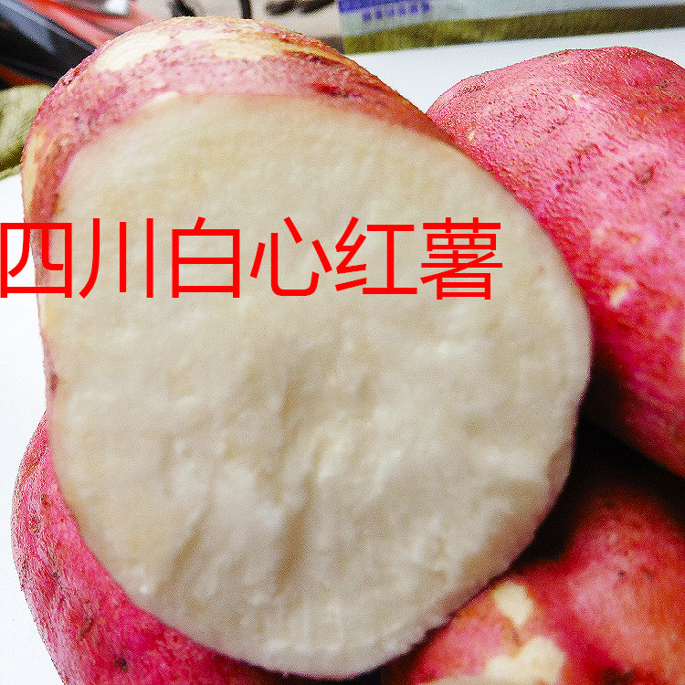 新产四川新鲜红皮白心红薯苕小白番薯可生吃白心红薯脆甜红薯5斤