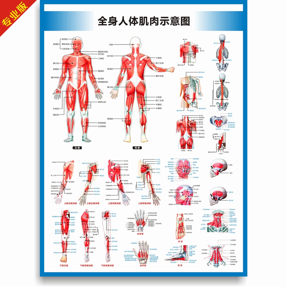 全身人体肌肉图解剖图结构图人体运动系统图高清医学健身教学挂图