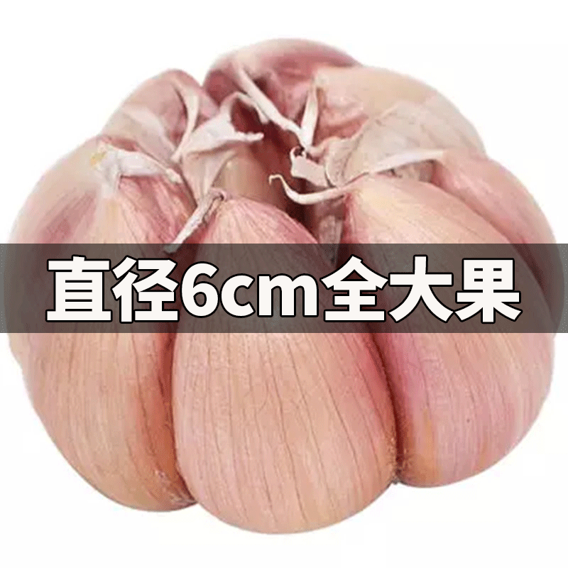 6cm特大干大蒜头低价河南农家自种土蒜干蒜紫皮白皮大蒜大蒜头5斤