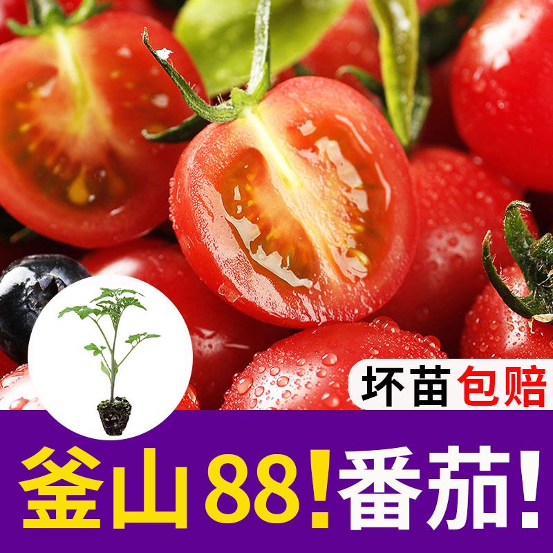 釜山88番茄苗子种子番茄种苗秧四季水果蔬菜菜苗圣女果苗西红柿