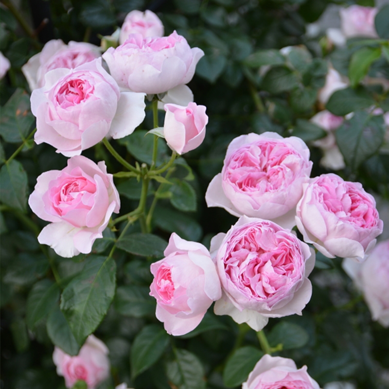 【我的心】灌木月季花苗盆栽大花浓香庭院观花植物 塔莎的玫瑰园
