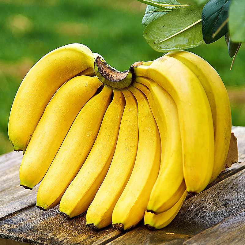 云南香蕉蕉新鲜3斤当季水果整箱正宗自然熟高山香甜现摘9包邮