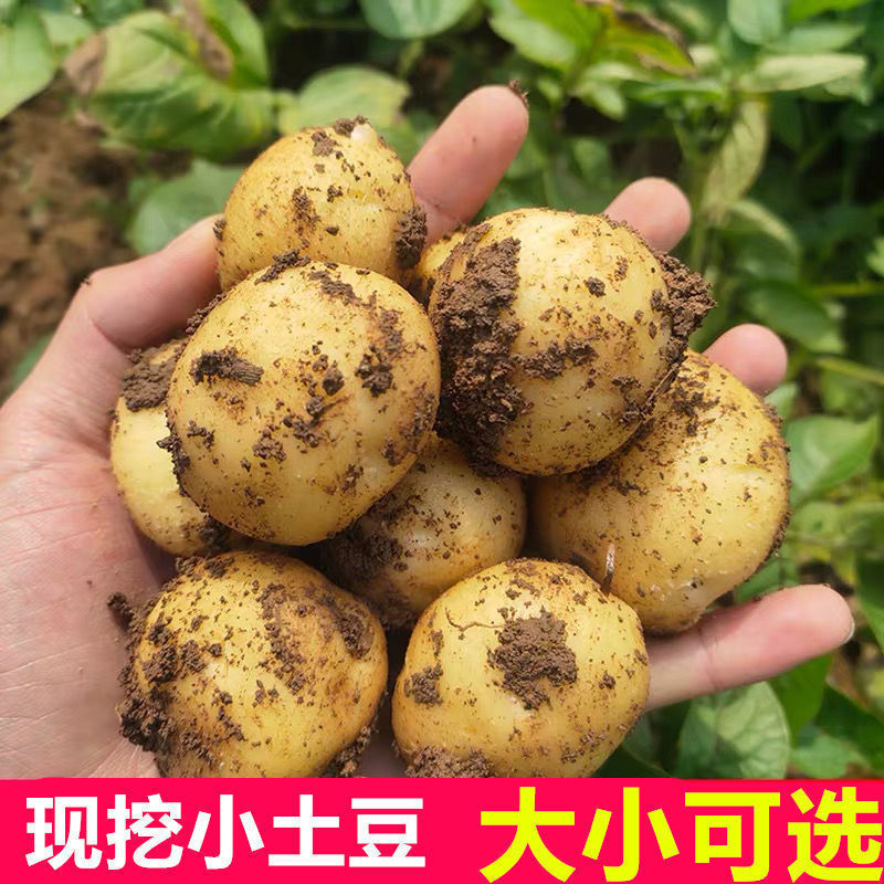 贵州高山小土豆毕节本地农家自种现挖新鲜迷你黄心小洋芋五斤包邮