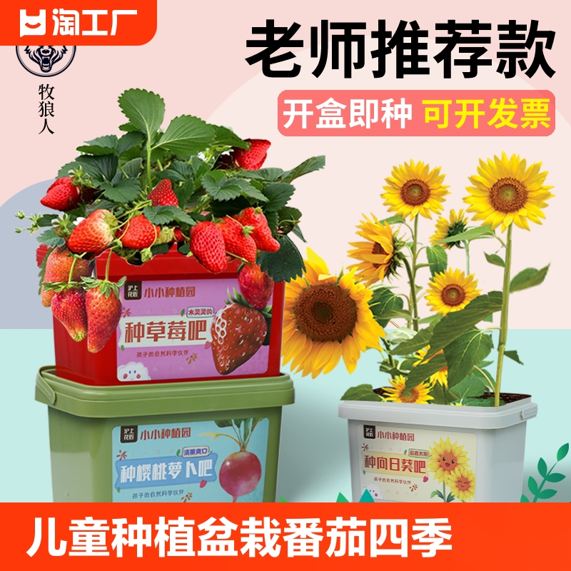儿童种植小盆栽植物向日葵太阳花小番茄四季草莓凤仙花学生花种子