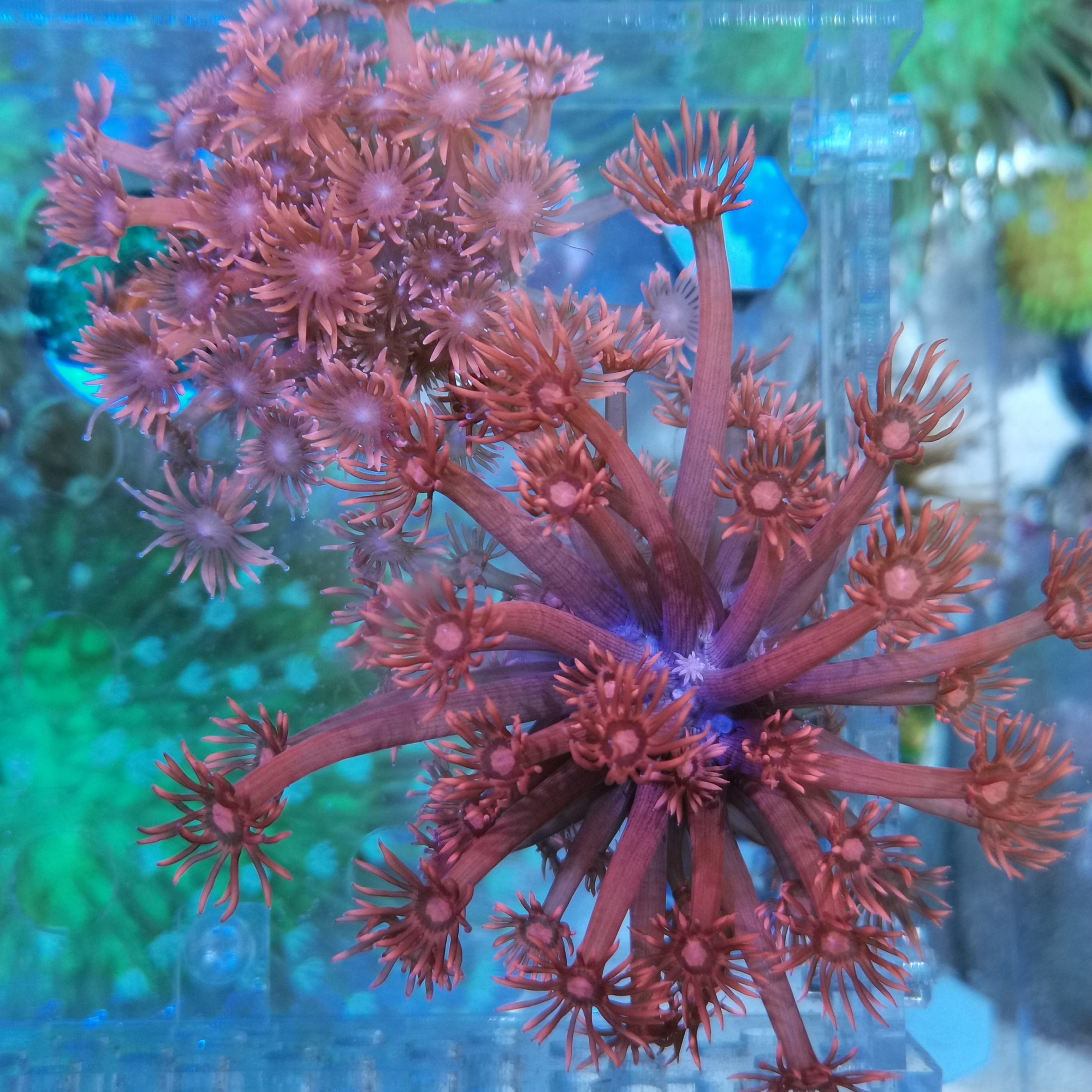 海水鱼缸海水生物活体珊瑚LPS红单包宝石花人工繁殖珊瑚 爆款特价