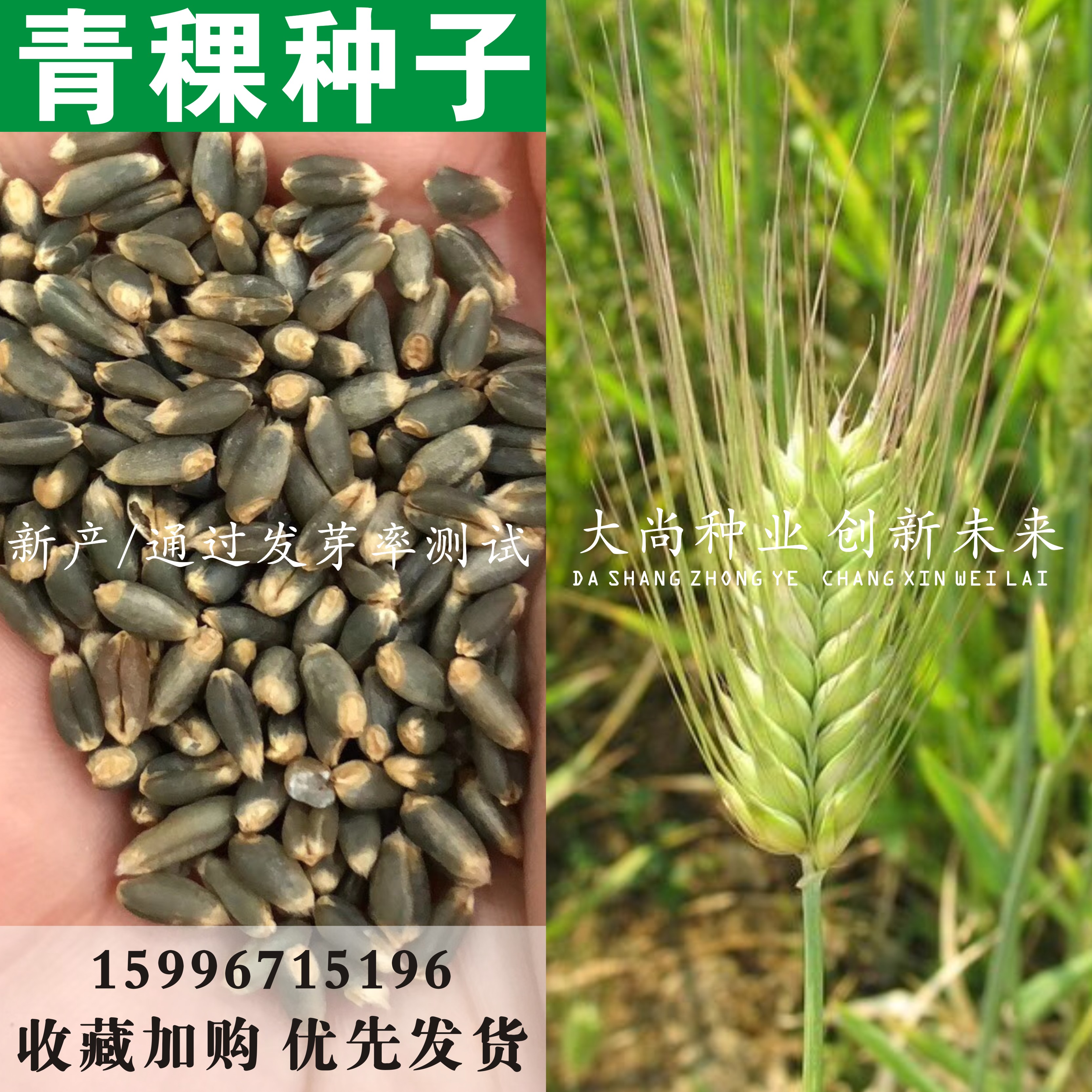青稞种子荞麦米谷物粗粮发芽种子包邮五谷杂粮种子珍珠麦种子