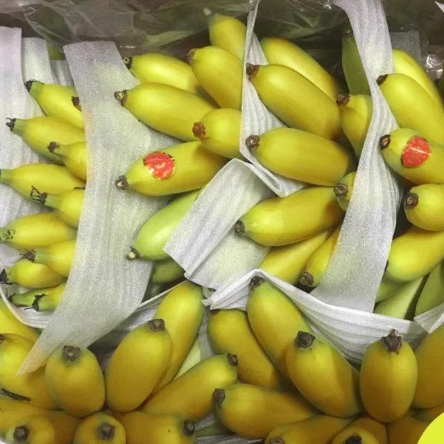 10斤海南新鲜香蕉小米蕉苹果蕉小香蕉非都乐蕉芭蕉