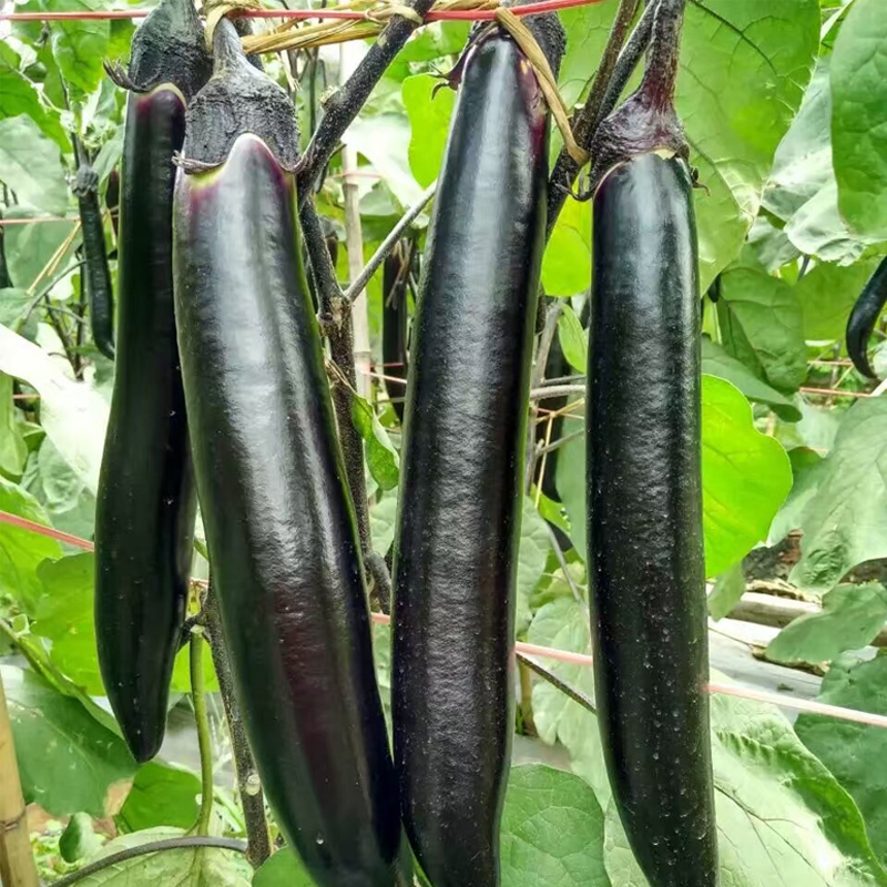 细长茄种子大面积种植线茄早熟高产黝黑亮丽采收期长杂交种蔬菜籽