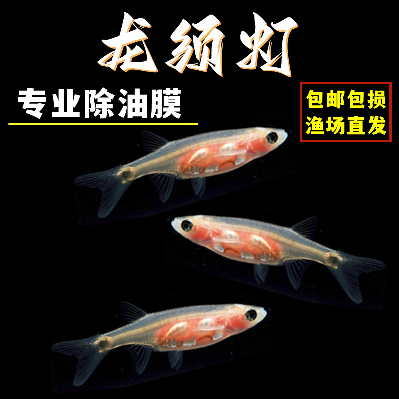 龙须灯鱼活体淡水鱼除油膜鱼清洁鱼工具鱼草缸鱼灯科鱼小型热带鱼