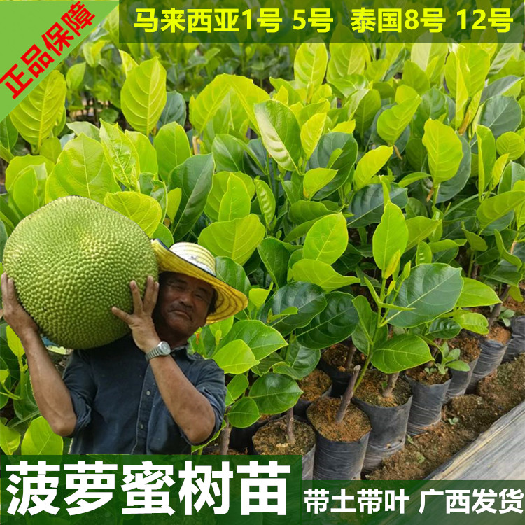 新品种泰国12号红肉菠萝蜜树苗马来西亚1号 5号泰国8号木菠萝树苗