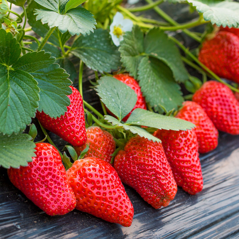 草莓种孑奶油水果盆栽四季室内蔬菜播种植花种子阳台植物花种籽子