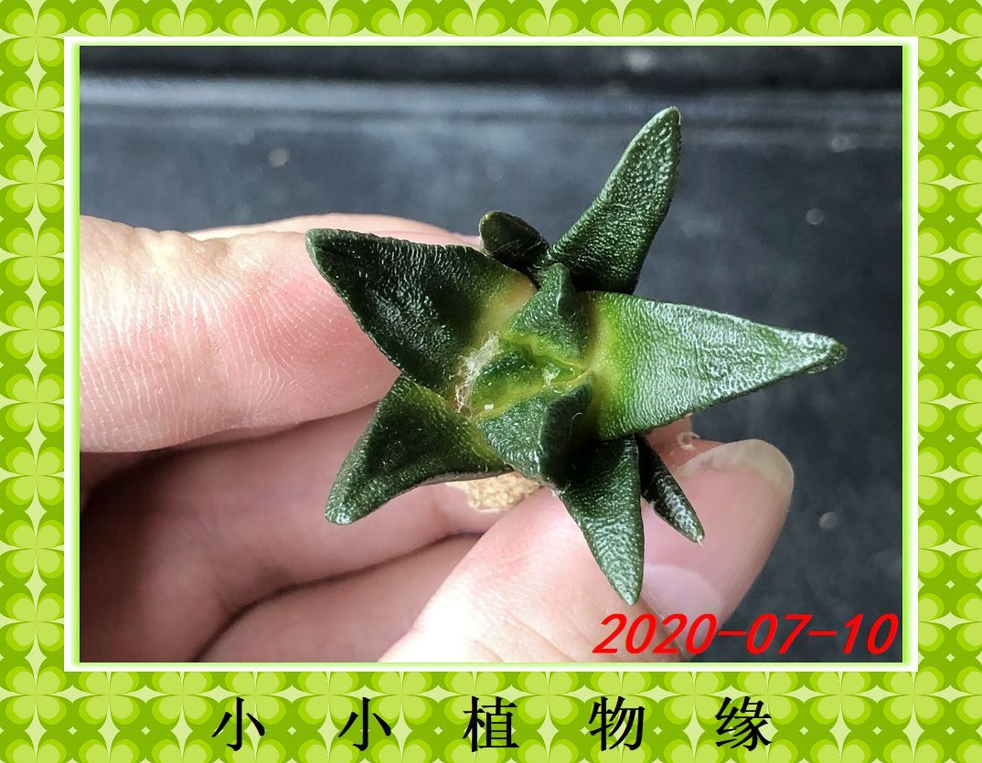 ㈠W10-2大尤龙角牡丹 籽播实生仙人球 绿色多肉植物 植物缘 3.8CM