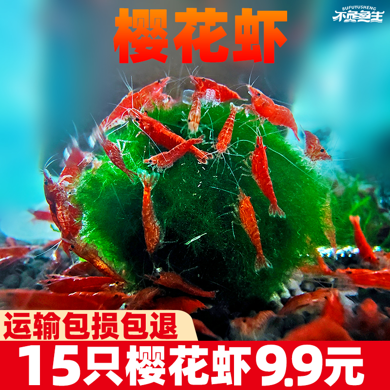 樱花虾玫瑰虾观赏虾工具虾热带鱼灯科鱼混养水族箱清洁除藻虾活虾