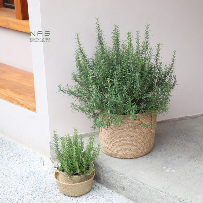 植然空间丨迷迭香室内植物盆栽可食用好养绿植有香味夏季驱蚊绿植