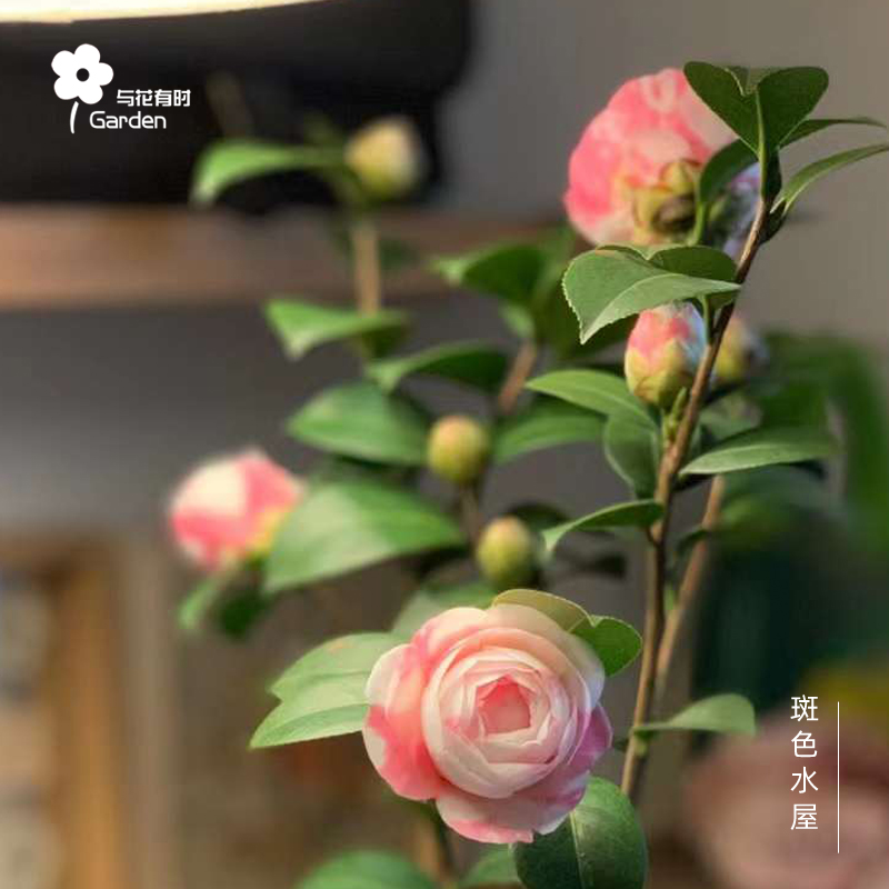 斑水屋茶花盆栽小苗沃特豪斯粉红可爱清新常绿植物户外阳台龙岩