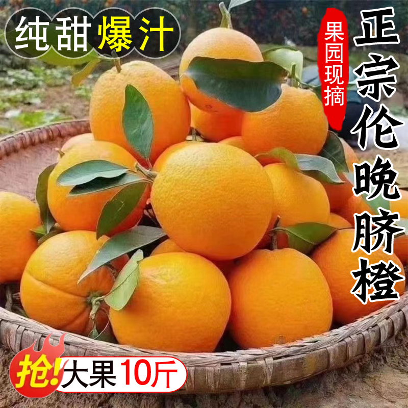 橙子新鲜水果当季整箱10斤冰糖甜超伦晚夏橙秭归脐橙榨汁批发商用