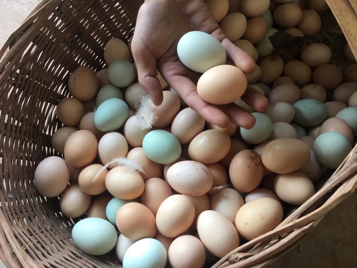 农家山上林下散养新鲜土鸡蛋初生蛋绿壳蛋乌鸡蛋孕妇宝宝辅食40枚