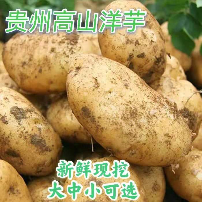 贵州高山洋芋农家自种新鲜大中小号威宁黄心土豆马铃薯洋芋种10斤