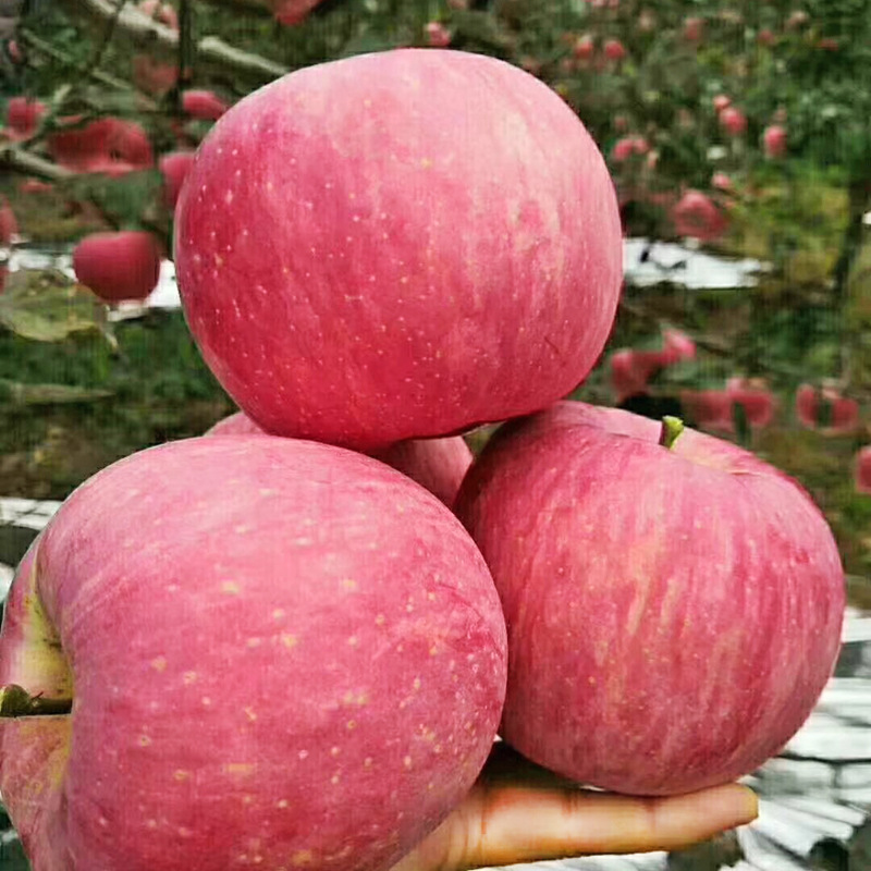 农产品洛川苹果水果新鲜陕西红富士脆甜应当季10斤包邮整箱冰糖心