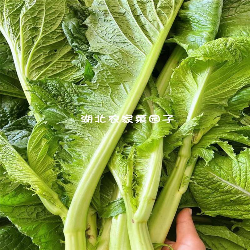 新鲜蔬菜芥菜叶棒菜青菜头叶子农家泡酸菜做梅干菜原料5斤装