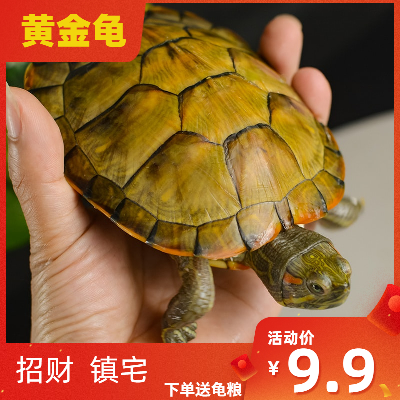 活体宠物龟黄金龟长寿观赏龟巴西龟彩龟好养龟活物乌龟红耳龟包邮
