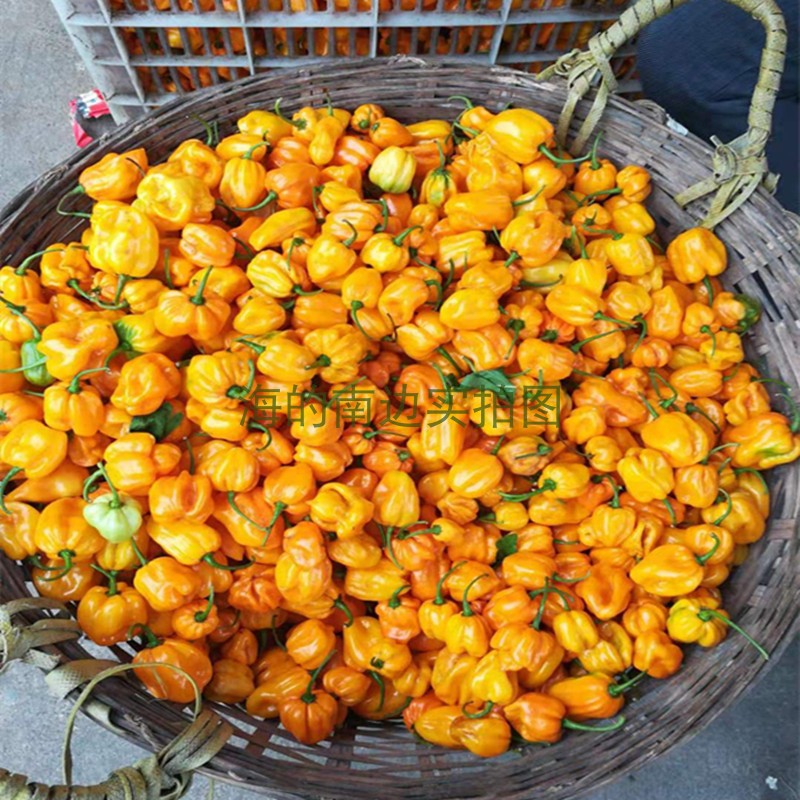 海南特产新鲜黄灯笼辣椒 整个生辣椒 500克 净果一斤装 发空运