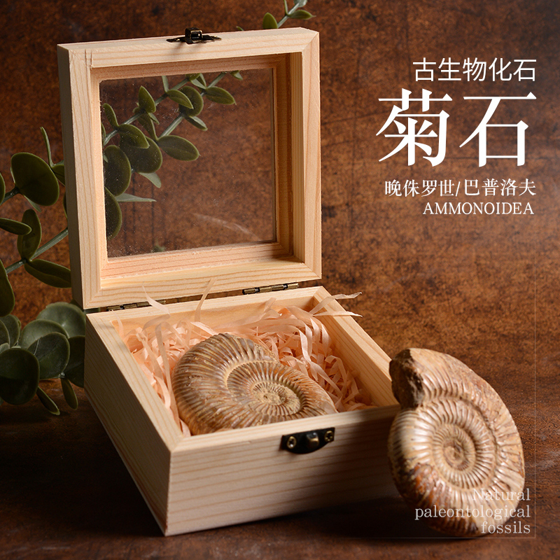 天然巴普洛夫菊石古生物化石标本盒创意儿童矿物科普摆件收藏礼物