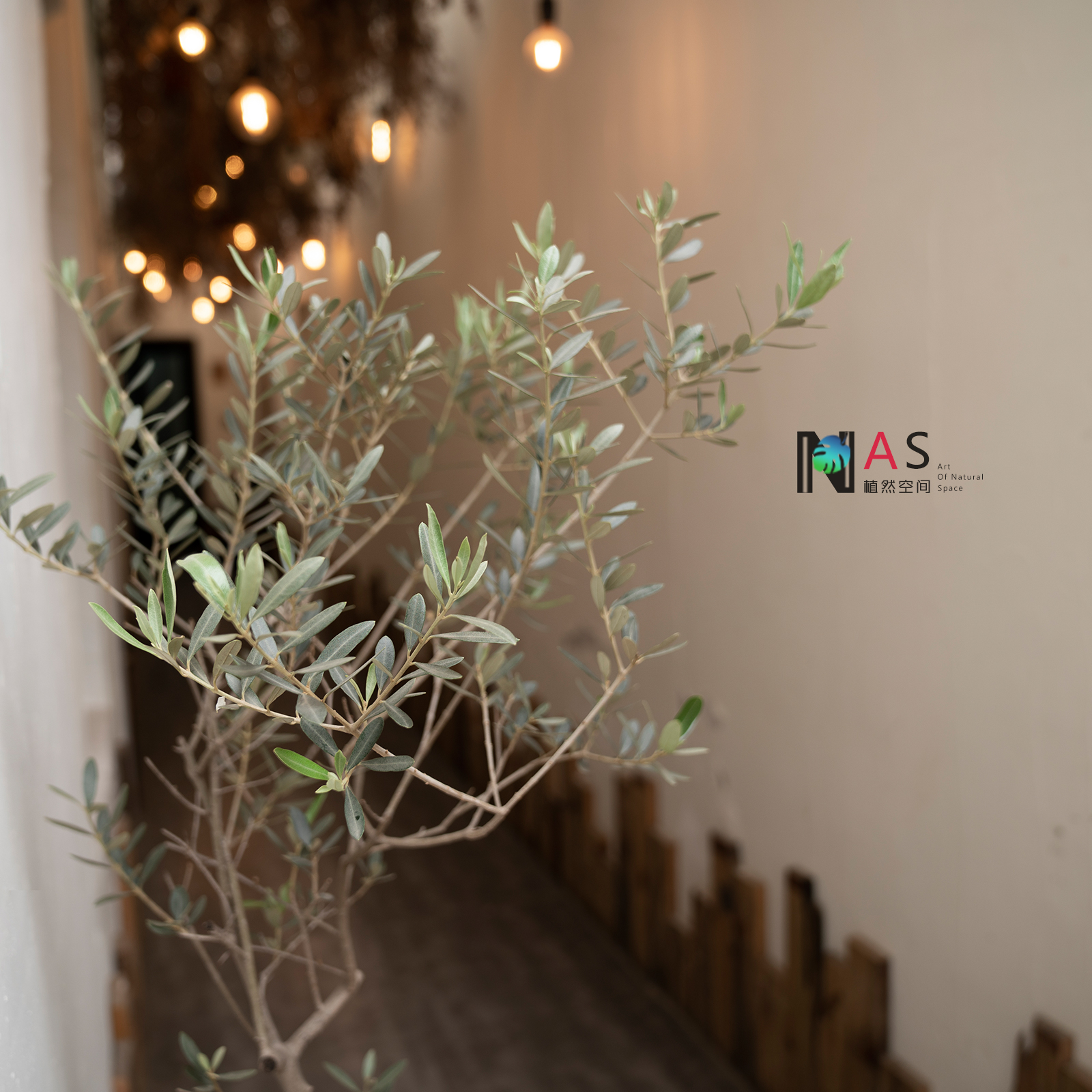 植然空间丨油橄榄树室内中大型植物盆栽北欧风绿植净化空气吸甲醛