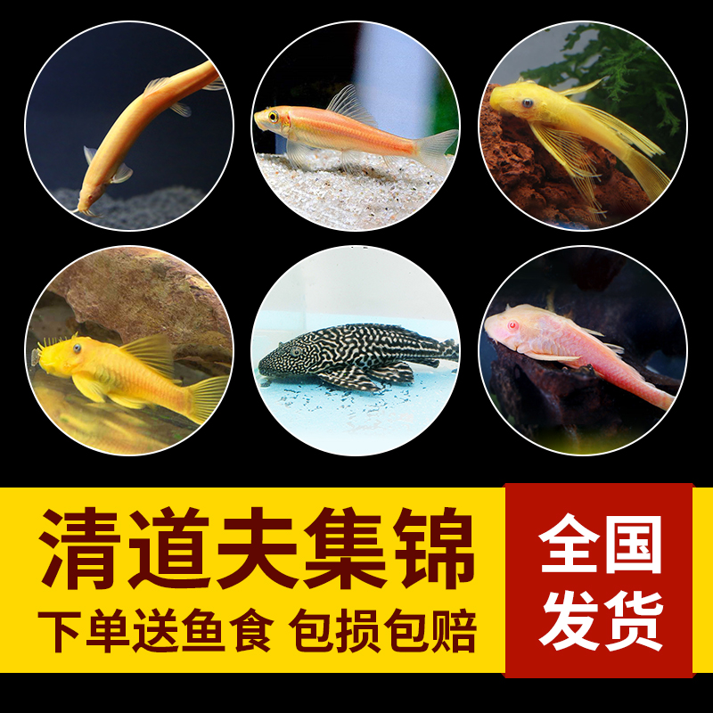 清道夫鱼热带鱼小型活体工具垃圾鱼除藻清洁鼠鱼观赏金鱼异形好养