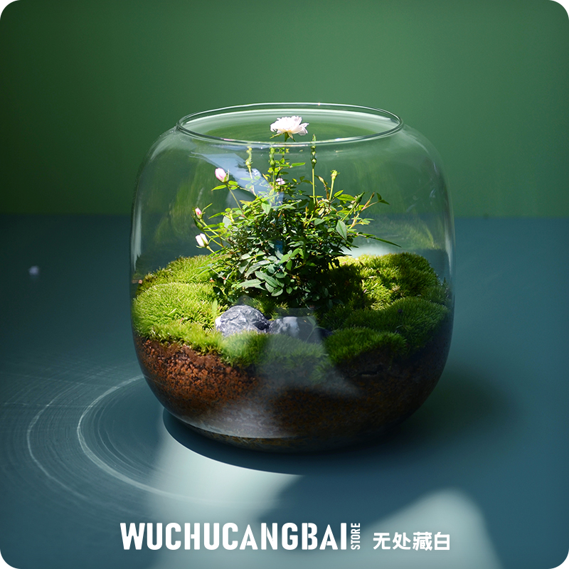 【玻璃瓶里的小花园】苔藓微景观花解压桌面鲜活绿植生态情侣礼物