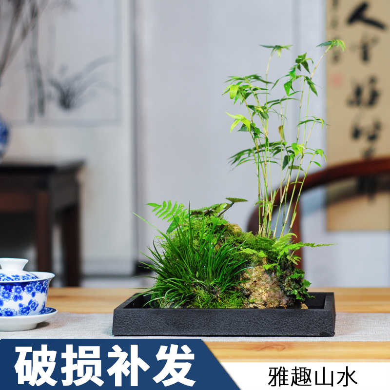 附石菖蒲吸水石小盆景配米竹盆栽室内桌面绿植苔藓微景观水培植物