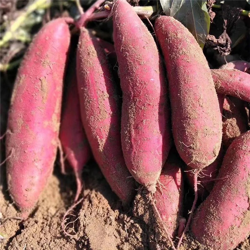 西瓜红红薯农家自种沙地番薯现挖山芋糖心蜜薯红心黄心烤地瓜新鲜