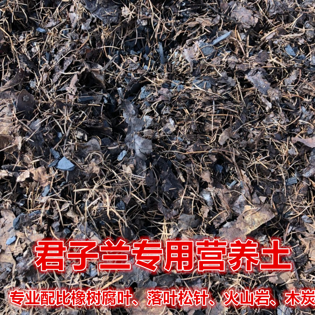 长春精品君子兰专用营养土橡树腐叶松针木炭防腐营养液小苗植物
