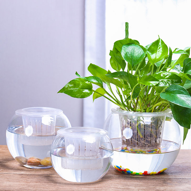 水培植物玻璃瓶绿萝花瓶花盆大号透明圆球鱼缸客厅桌面创意办公室