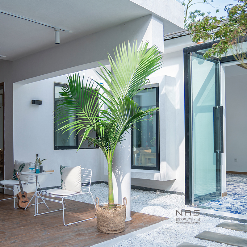 植然空间丨槟榔树椰子树盆栽热带北欧风室内大型植物好养绿植花卉