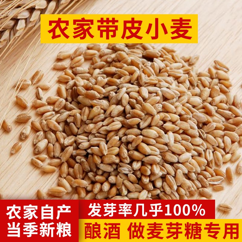 新小麦粒带皮小麦子食用全麦磨面药引发麦芽糖种子麦苗草榨汁鱼饵
