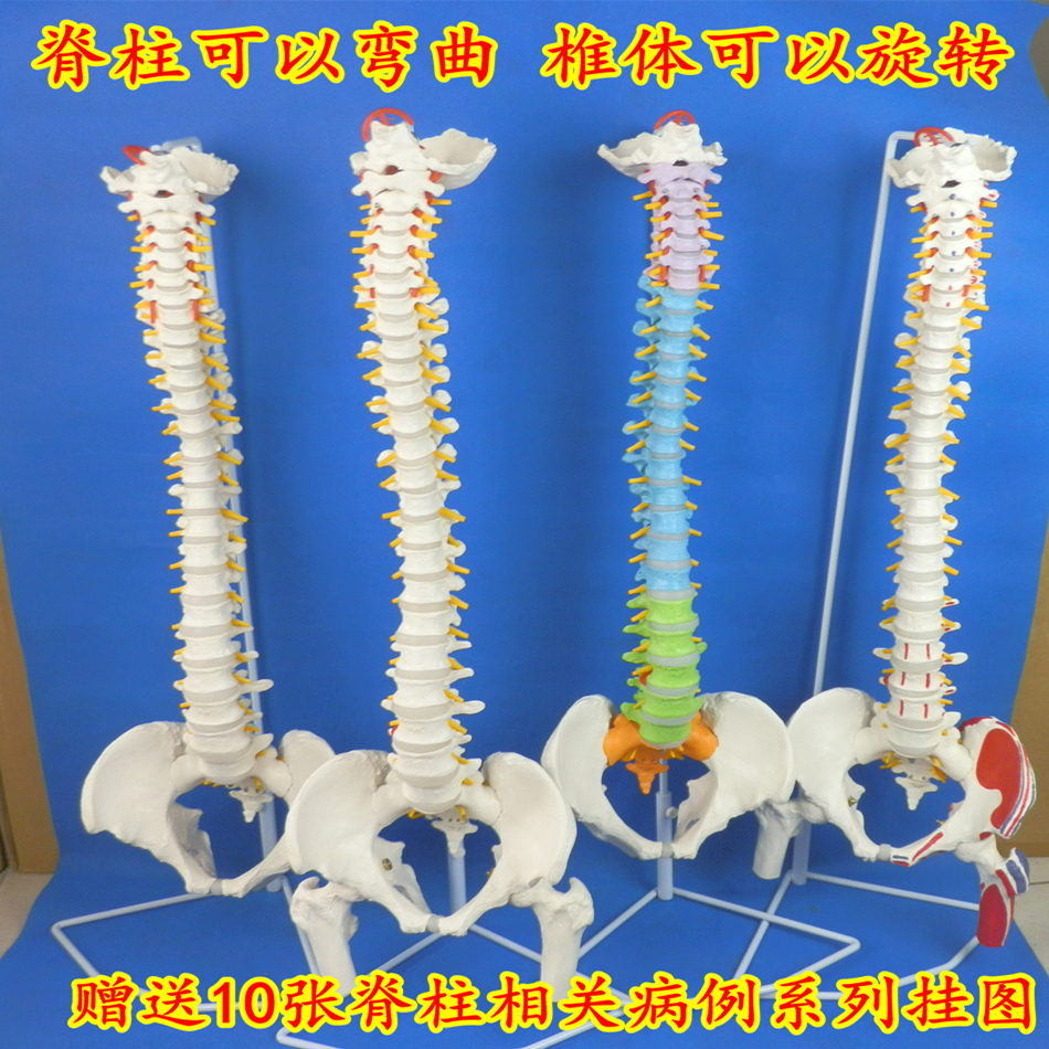 人体脊柱神经成人脊椎模型彩色正骨医用骨骼教学骨架仿真可拆椎骨