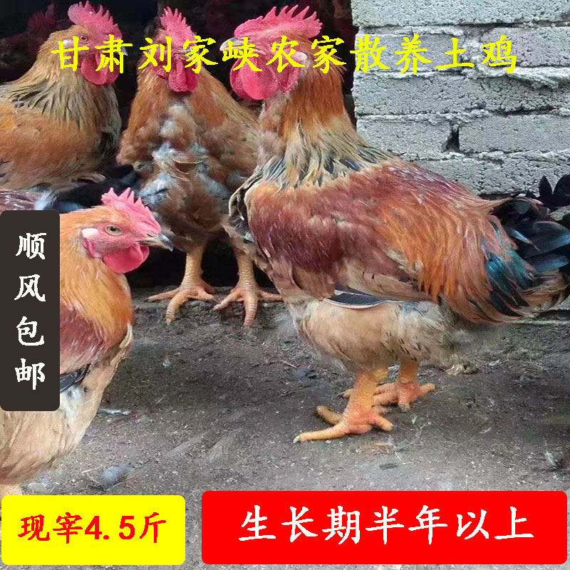 甘肃刘家峡农家散养土鸡老母鸡公鸡新鲜现杀省内包邮