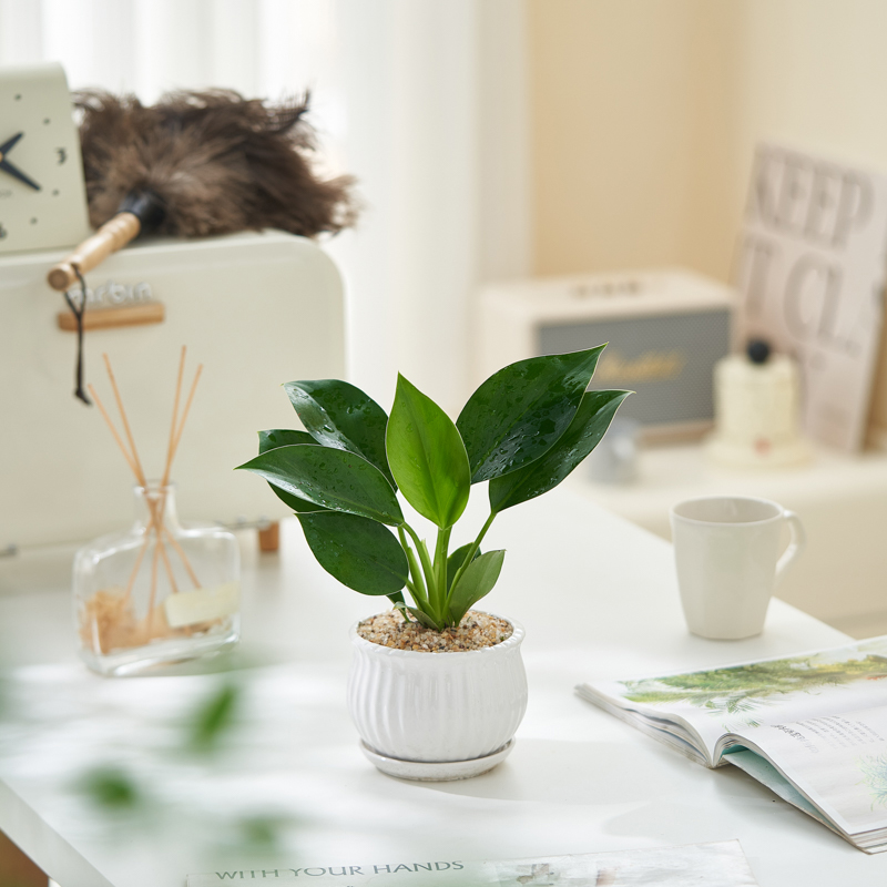 绿公主金钻盆栽办公室内招财植物吸除去甲醛好养净化空气绿植花卉