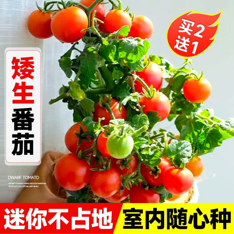 矮生盆栽小番茄种子草莓番茄西红柿种孑樱桃番茄四季阳台蔬菜种籽