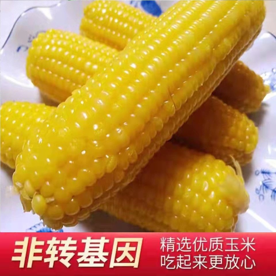 东北特产黄糯玉米新鲜糯香真空包装代餐黄玉米棒杂粮早餐黄糯玉米