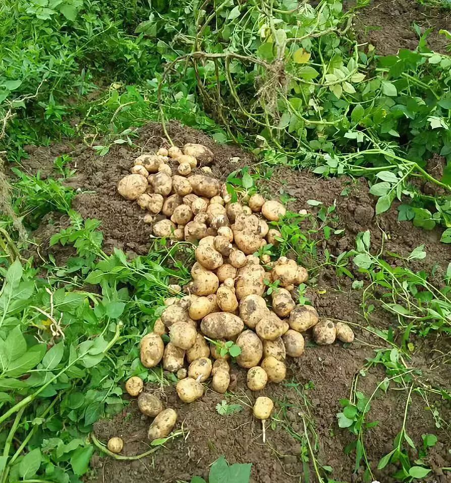 现挖现发2024恩施小土豆黄心新鲜高山种植正宗马尔科品种5斤包邮